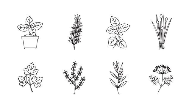 Collection of hand-drawn botanical illustrations delicate herbs and plants for culinary and decorative use vector