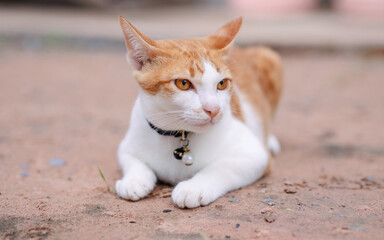 White orange cat staring at the camera.