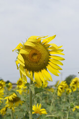 Closeup of a sunflower growing in a field of sunflowers during a nice sunny summer day, Sunflower natural background. flower blooming, Beautiful field of blooming sunflowers, Chakwal, Punjab, Pakistan