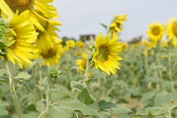Closeup of a sunflower growing in a field of sunflowers during a nice sunny summer day, Sunflower natural background. flower blooming, Beautiful field of blooming sunflowers, Chakwal, Punjab, Pakistan