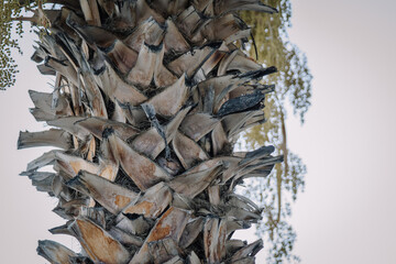 Close-up of a textured palm tree trunk with rough, jagged bark and dried fronds, set against a pale sky and subtle hints of palm fruit hanging nearby.