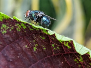 Close-up of a fly on a colorful leaf