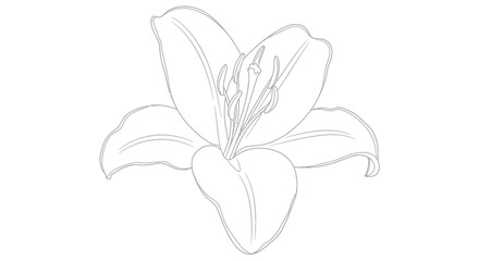 Line art of a lily