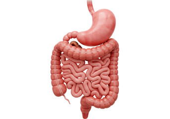 Human digestive system isolated PNG, stomach, large and small intestine anatomy for medical and educational use on transparent background