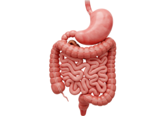 Human digestive system isolated PNG, stomach, large and small intestine anatomy for medical and educational use on transparent background