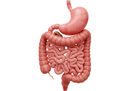 Human digestive system isolated PNG, stomach, large and small intestine anatomy for medical and educational use on transparent background