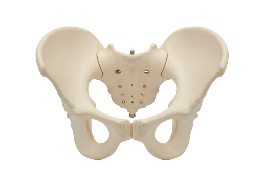 Human pelvis bone isolated on transparent background, anatomical model for medical study and educational purposes