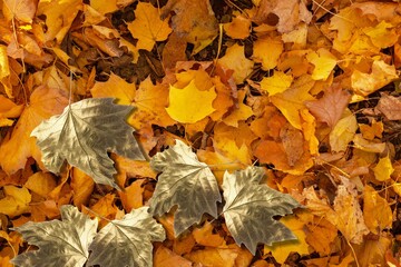 Fall gold dry autumn leaves