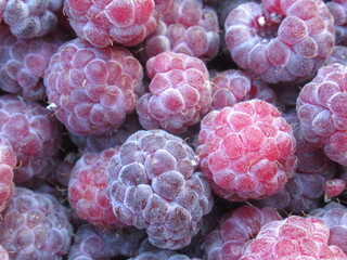 Zbliżenie na owoce maliny © Kumulugma