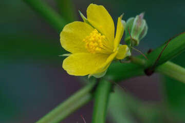可憐な黄色が可愛いモロヘイヤ