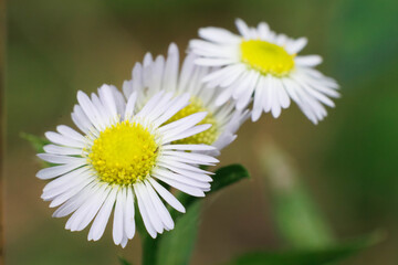 Obraz premium 野原に咲くハルジオンの白い花