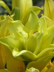 Zbliżenie na żółty kwiat lilii © Kumulugma