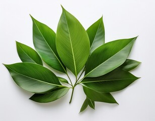 fresh green leaves arranged beautifully on a bright white background creating a vibrant and refreshing botanical flat lay