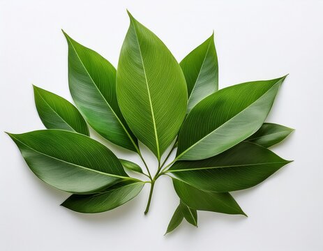 fresh green leaves arranged beautifully on a bright white background creating a vibrant and refreshing botanical flat lay