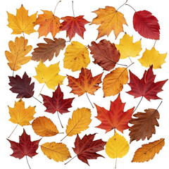 Fototapeta premium Collection of colorful autumn leaves arranged on a black background