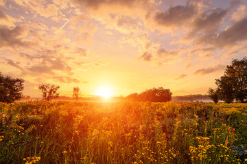 Fototapeta premium Golden sunset or sunrise over a field of wild grasses and flowers in summer. Rural landscape at dusk with forest and sky. Fog over the trees in the distance.