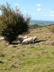 Beautiful British coutryside hills and landscape with green fields and woodland with sheep and a blue sky