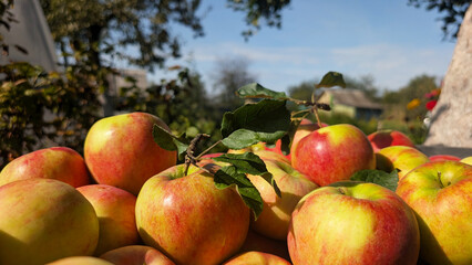 Freshly picked ripe red-yellow apples with green leaves lie in a pile outdoors in an autumn garden on a sunny day