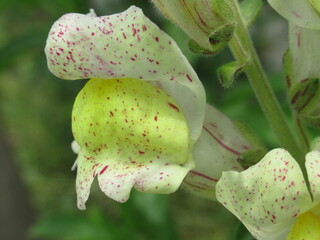 Zbliżenie na kwiat lwiej paszczy © Kumulugma