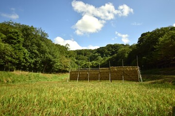 田舎の稲刈りの風景、昔ながらの天日干しで干される稲穂