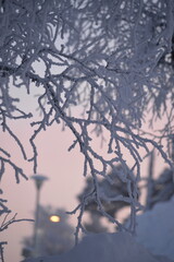 winter collection
