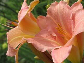 Zbliżenie na beżowe kwiaty liliowca © Kumulugma