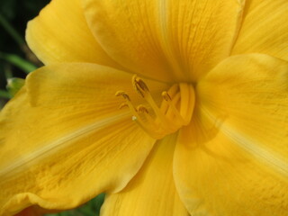 Zbliżenie na żółty kwiat liliowca © Kumulugma