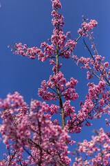 Vibrant pink blossoms burst forth against brilliant blue sky, marking joyous arrival of spring season. Delicate flowers create natural display, full of life and renewal, evoking sense of hopeful