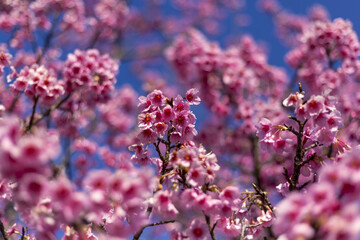 Vibrant pink blossoms burst with new life clear blue sky, capturing joyous essence of spring arrival. Delicate petals create beautiful natural backdrop, evoking feelings of renewal and tranquility