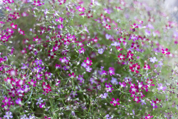 Small delicate purple and pink flowers bloom profusely, their vibrant blossoms creating joyful tapestry of nature. Lush green plant thrives in sunny garden, an inviting and serene outdoor scene