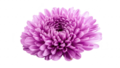 A purple chrysanthemum flower in full bloom. its intricate petal structure against a clean white background. ideal for nature-themed designs or floral arrangements