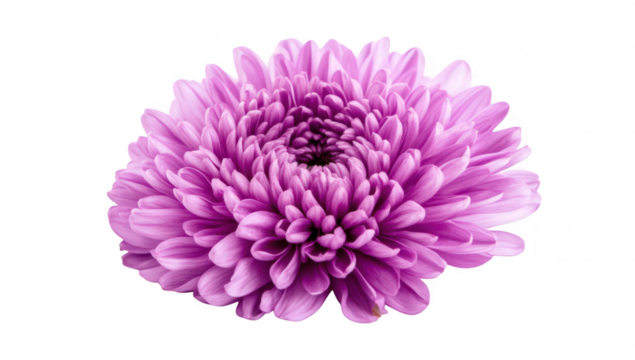 A purple chrysanthemum flower in full bloom. its intricate petal structure against a clean white background. ideal for nature-themed designs or floral arrangements