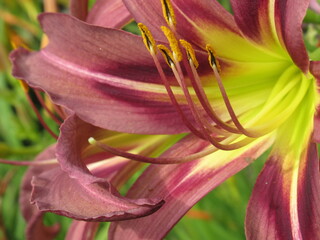 Zbliżenie na brązowy kwiat liliowca © Kumulugma