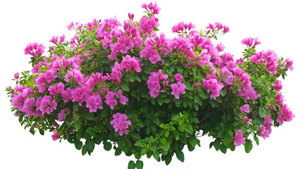 Obraz premium A display of blooming pink bougainvillea flowers cascading beautifully from a lush green bush in a bright. sunny garden. creating a picturesque scene perfect for nature-themed decor or gardening inspi