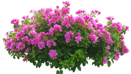 A display of blooming pink bougainvillea flowers cascading beautifully from a lush green bush in a bright. sunny garden. creating a picturesque scene perfect for nature-themed decor or gardening inspi