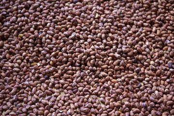 Abundant brown coffee seeds display natural raw texture, presenting rich organic pattern. healthy plant ingredients evoke feeling of warmth and earthy goodness for culinary creations