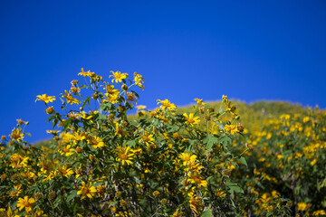 Vibrant yellow wildflowers and abundant blossoms fill wide field under clear blue sky. joyful natural landscape, an outdoor spring scene, evokes feelings of serenity and simple beauty of nature