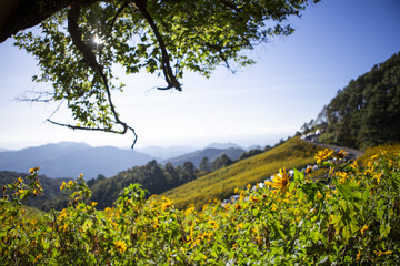 Vibrant landscape with rolling green mountain and hills adorned by yellow flower fields under clear...