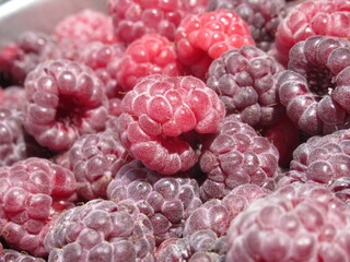 Zbliżenie na owoce maliny © Kumulugma