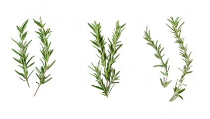 Fresh rosemary sprigs arranged artistically on a clean white background. highlighting their green color and texture. ideal for culinary use or botanical illustrations