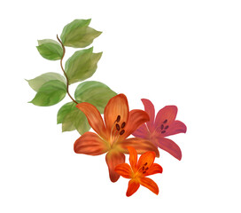 orange lily flower