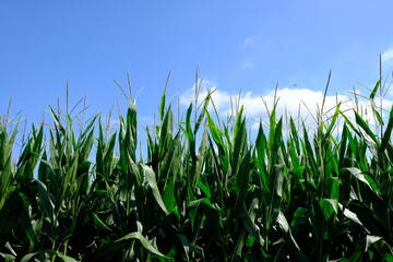 Obraz premium corn and sky