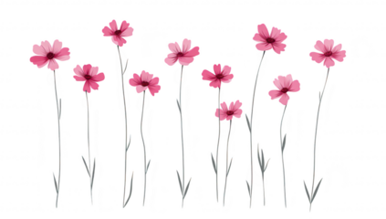 A arrangement of pink flowers with delicate petals standing tall against a clean white background. perfect for use in nature-themed designs or floral presentations