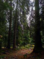 footpath in the woods
