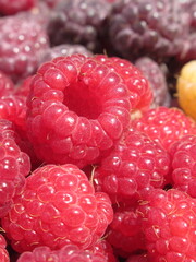 Zbliżenie na owoce maliny © Kumulugma