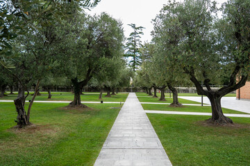 Park with a walkway surrounded by olive trees.