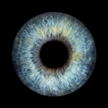 Iris Photography_Iris Macro blue_1