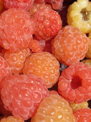 Zbliżenie na owoce maliny © Kumulugma