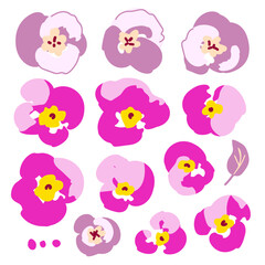 Pink, purple flowers violets, pansies. Color vector set. Nature, floral elements.