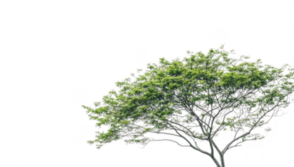 A solitary green tree stands against a bright white background. its leaves and intricate branches. symbolizing resilience and natures beauty in minimalism